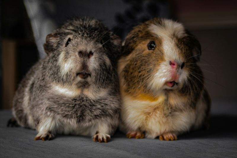 I segreti per un'igiene impeccabile del gatto